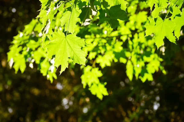 Folhas de árvores verdes — Fotografia de Stock