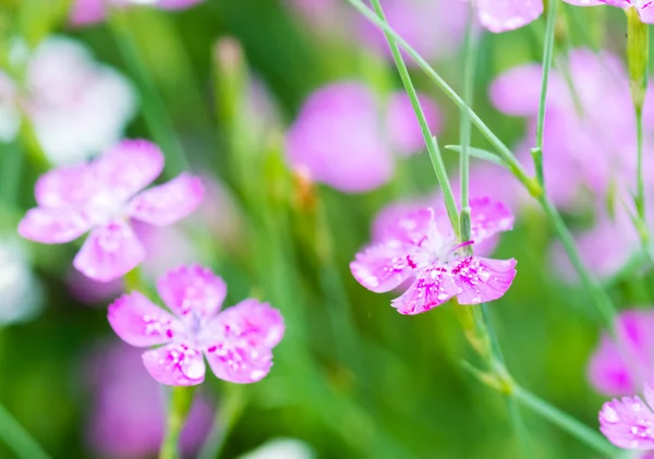 Wild pink flowers Royalty Free Stock Images