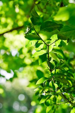 yeşil yapraklar, sığ odak