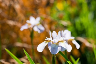 bahçede çiçek açan iris