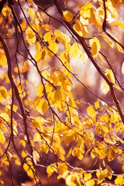 Sarı huş ağacı yaprakları