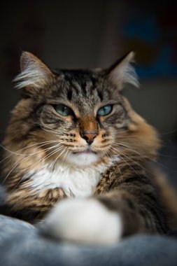 yatakta yatarken kedi