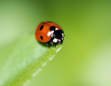 Uğur böceği üzerindeki yaprak yakın çekim