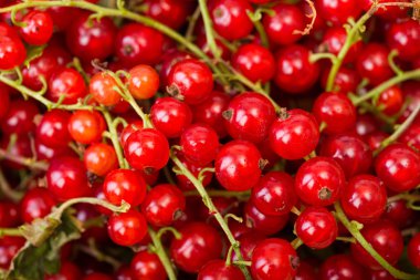 Frenk üzümü çilek yakın çekim