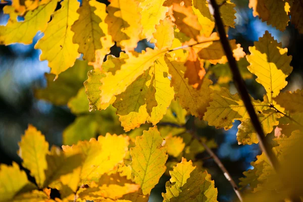 Yellow oak leaves — Stock Photo, Image