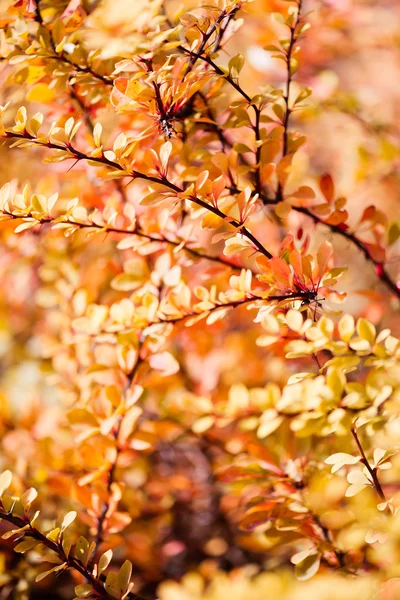 Yellow leaves at autumn — Stock Photo, Image