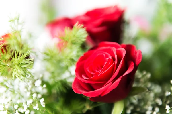 Червона троянда зі свіжим туманом на цвітіння — стокове фото