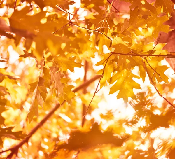 Sarı Meşe yaprağı — Stok fotoğraf