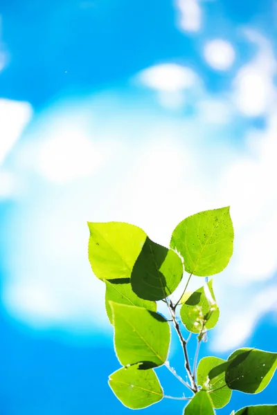 Folhas verdes, foco superficial — Fotografia de Stock