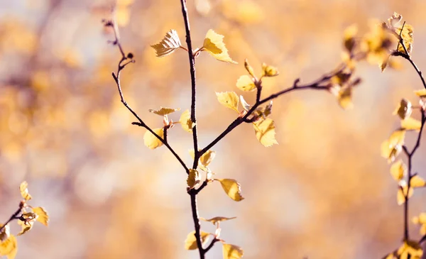 Feuilles de bouleau jaune — Photo