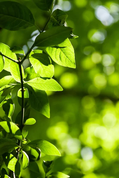 Зелене листя, дрібний фокус — стокове фото