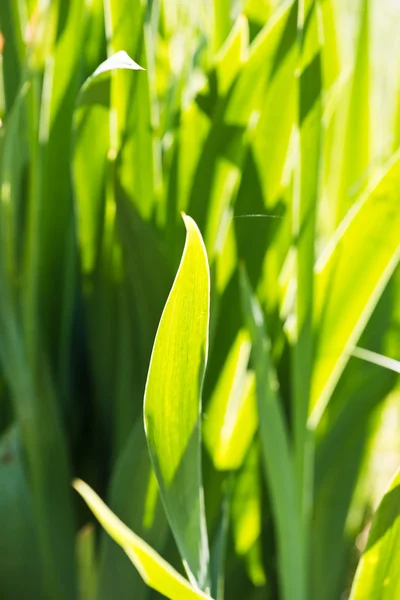 Zielona trawa w świetle słonecznym — Zdjęcie stockowe