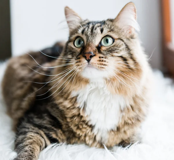 Gato gris mirando hacia arriba — Foto de Stock