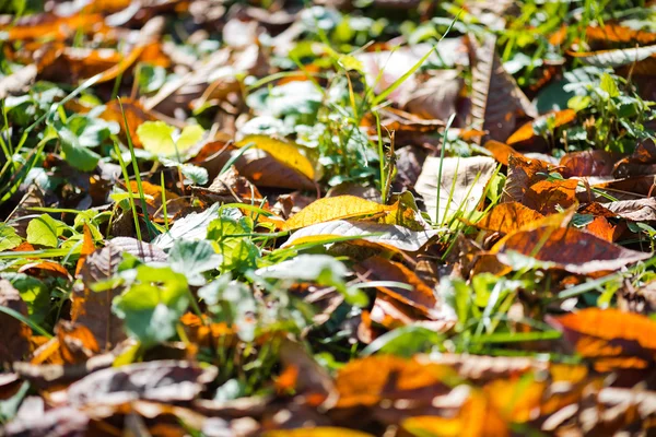 Padající listí na trávu — Stock fotografie