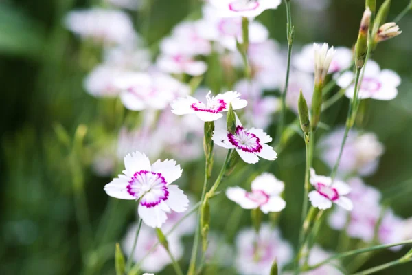 Pink carnation flowers — Stock Photo, Image