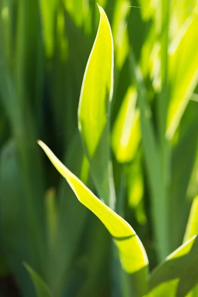 Vers groen gras — Stockfoto