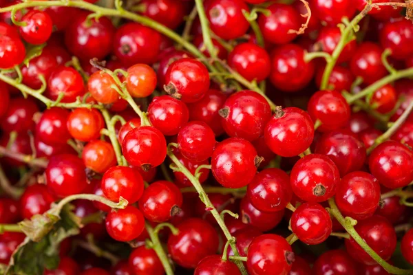 Frenk üzümü çilek yakın çekim