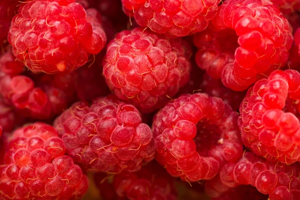 Hallon frukt bakgrund — Stockfoto