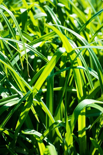Green grass in sunlight — Stock Photo, Image