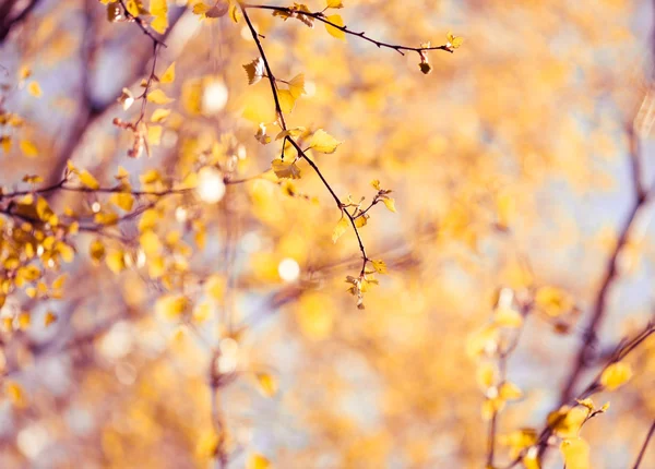 Feuilles de bouleau jaune — Photo