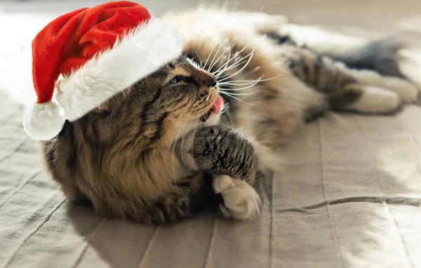 Katt i röd jultomte — Stockfoto