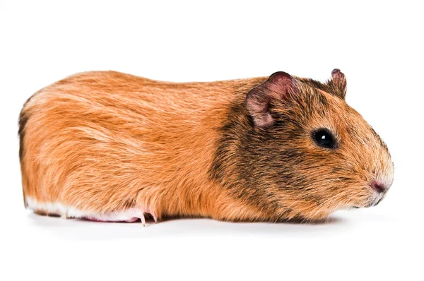 Guinea pig animal — Stock Photo, Image