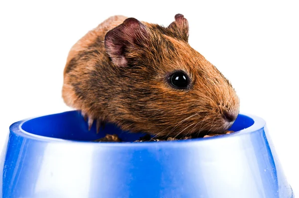 Guinea pig animal — Stock Photo, Image