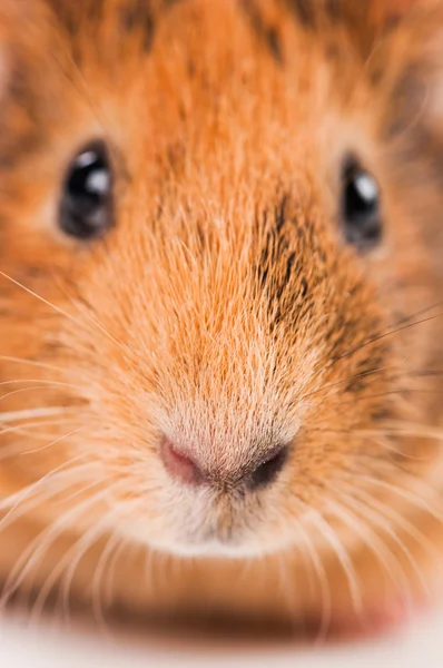 Guinea pig animal — Stock Photo, Image