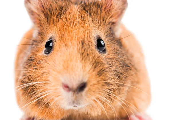 Guinea pig animal Royalty Free Stock Images