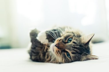 Yatakta Gri kedi