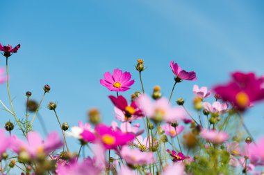 Bahçede pembe çiçekler