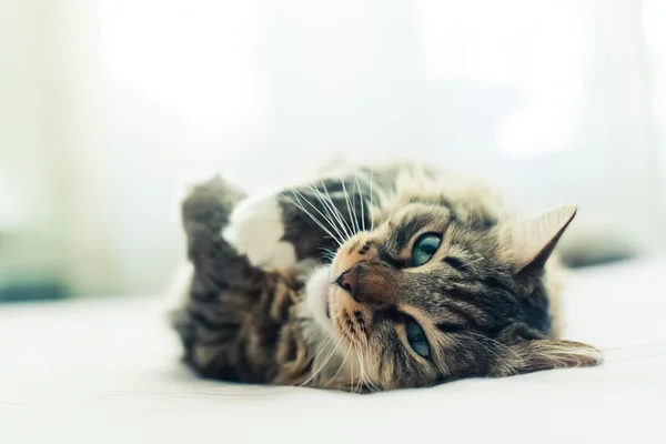 Gato cinzento na cama — Fotografia de Stock