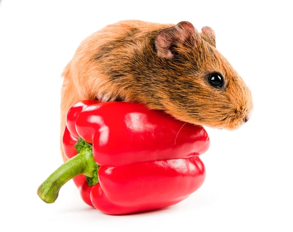 Guinea pig and red pepper — Stock Photo, Image