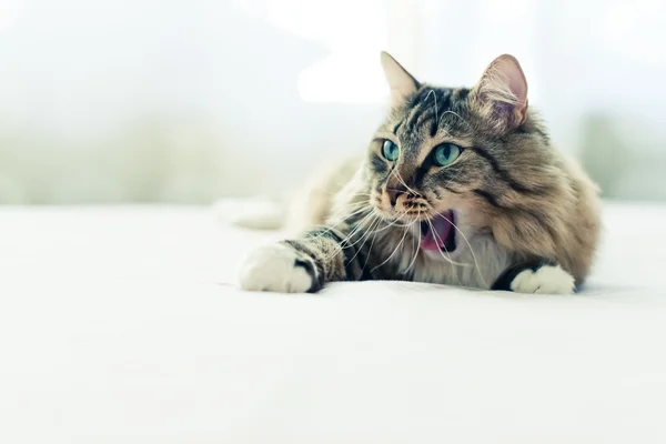 Gato cinzento na cama — Fotografia de Stock