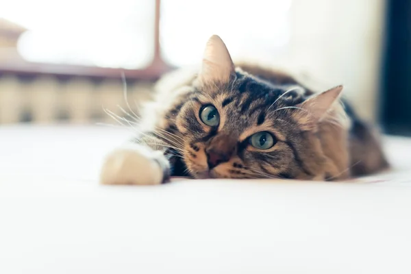 Grijze kat op bed — Stockfoto