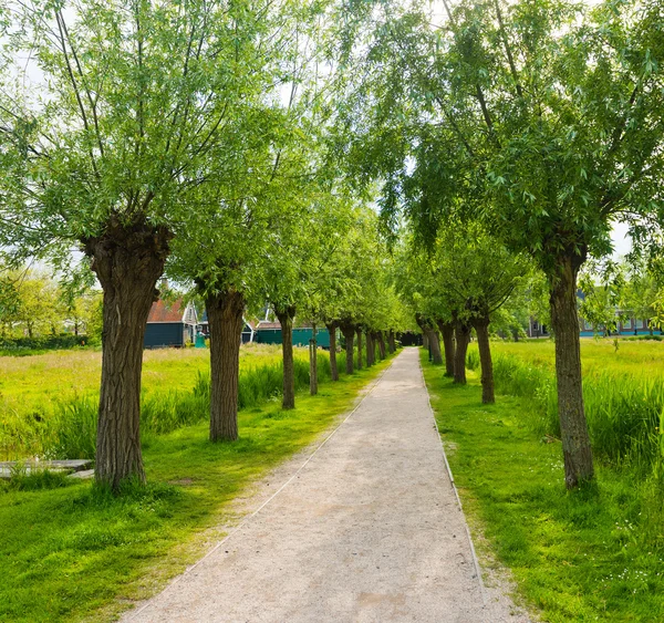 Паркова алея з деревами — стокове фото