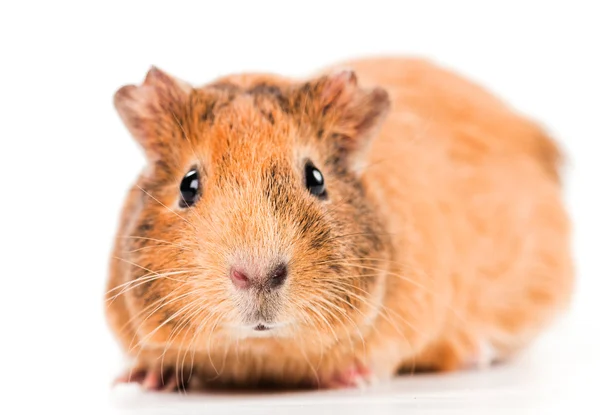 Adorable guinea pig — Stock Photo, Image