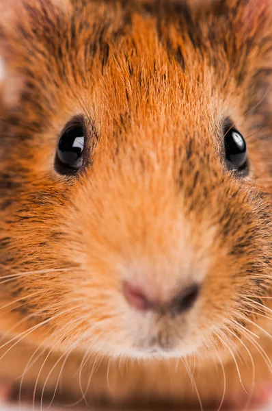 Adorable guinea pig — Stock Photo, Image