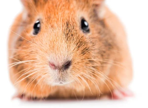 Adorable guinea pig — Stock Photo, Image