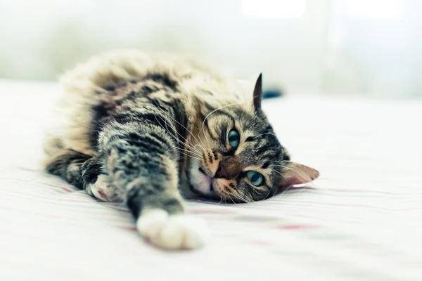 Grijze kat op bed — Stockfoto