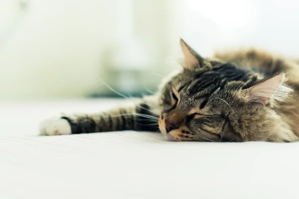 Grey cat on bed — Stock Photo, Image