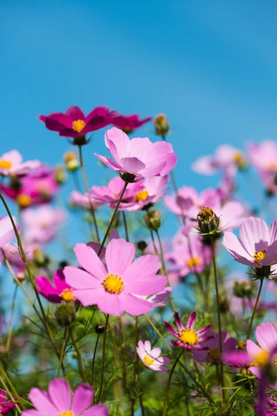 Pink flowers in garden — Stock Photo, Image