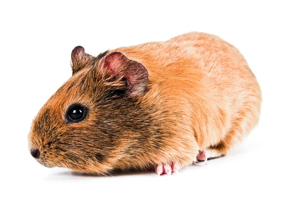 Adorable guinea pig — Stock Photo, Image