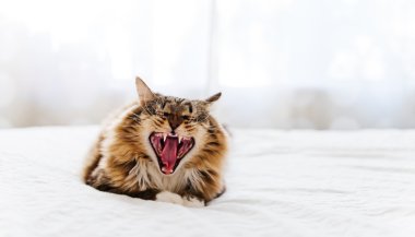 kedi ile ağız açık esneme