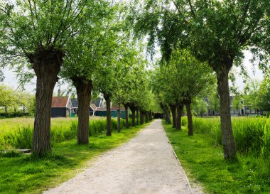 Yeşil sokak ağaçları ile