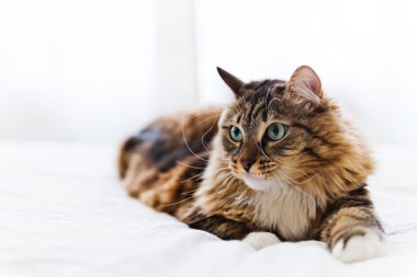 Gri kedi yatakta yatarken