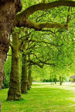 Ağaçlar sokakta park