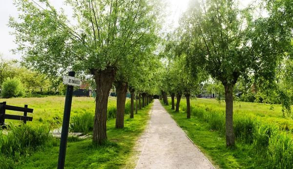 Vicolo verde con alberi — Foto Stock