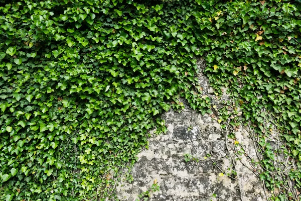 Der grüne Efeu auf einer Steinmauer — Stockfoto