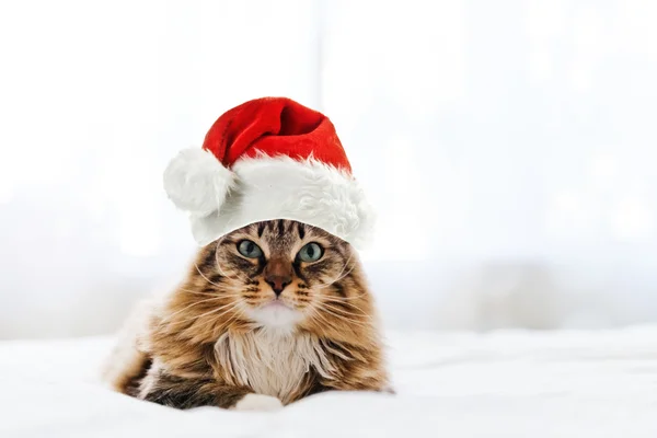 Katt i röd jultomten hatt — Stockfoto